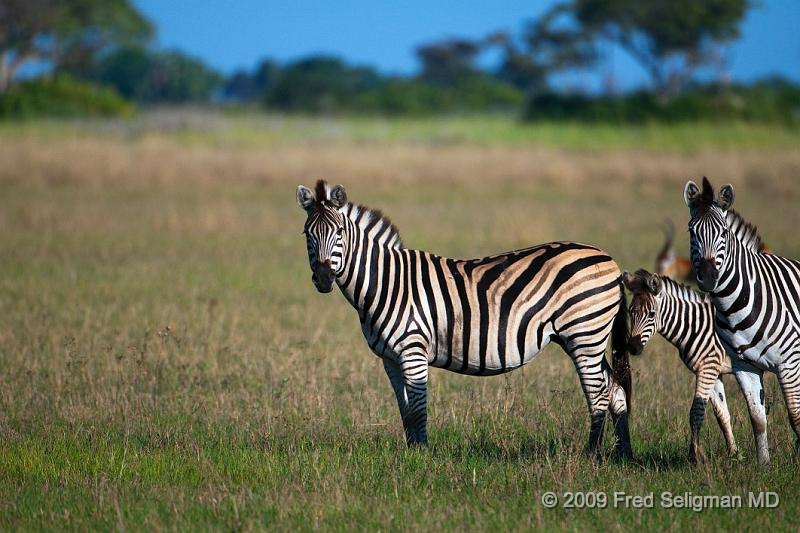 20090613_101409 D300 X1.jpg - Zebras at Okavanga Delta, Botswana